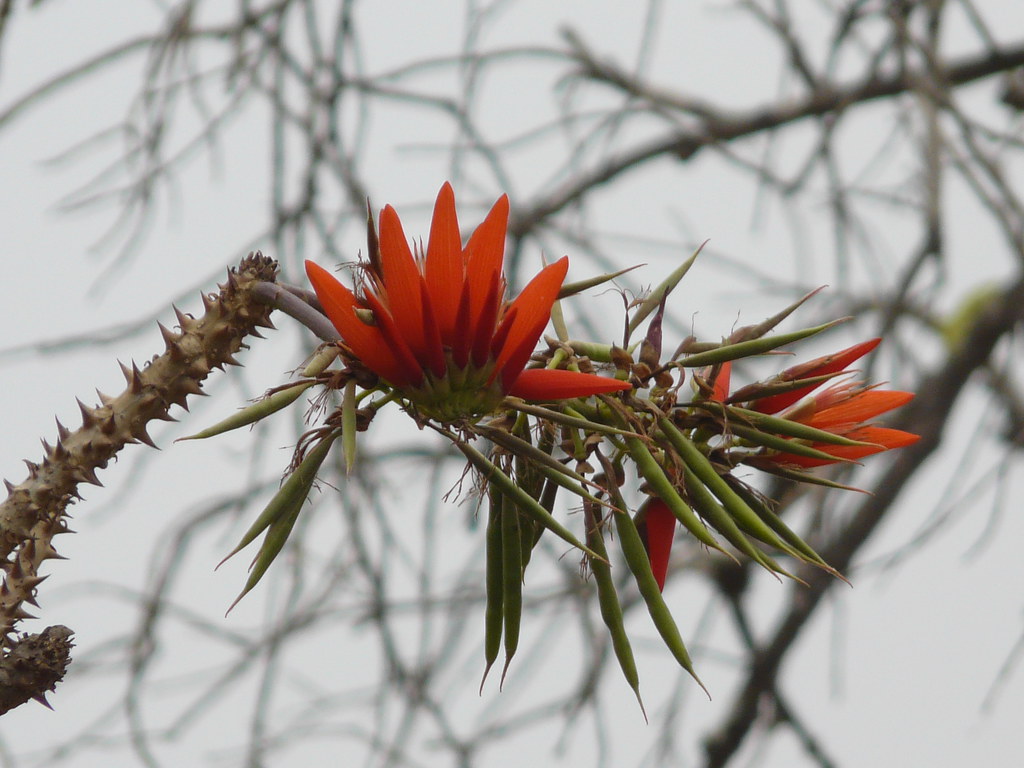 Превью Мандара